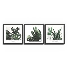 Painting Styler FR398 Plant 30x30 cm 3pcs