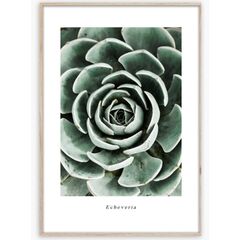 Picture in frame Styler Echeveria BR007 50X70 cm