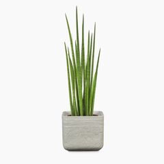 ქოთანი კერამიკული ყვავილის Scheurich 989/20 COVER-POT WASHED STONE