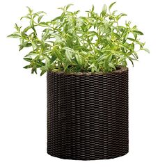 Plastic pot for flowers Keter Cylinder Planter S 7 l