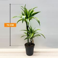 დრაცენა Lemon Lime 70 სმ
