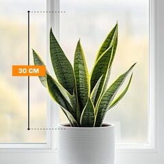 სანსევიერია Sansevieria Futura Superba 9/30 30 სმ