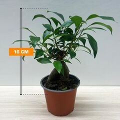 ფიკუსი FICUS MICROCARPA GINSENG 16 სმ