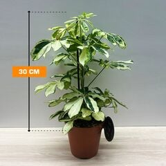 შეფლერა Schefflera Charlotte 13/45 30 სმ