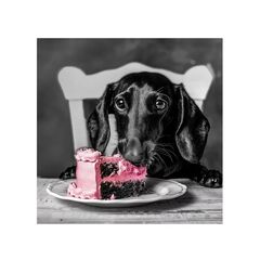 Picture on glass Styler GL502 DACHSHUND 30X30 см