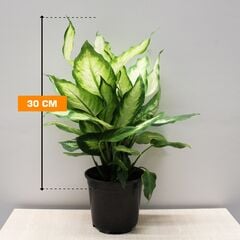 დიფენბახია Dieffenbachia Camilla Compacta 30 სმ