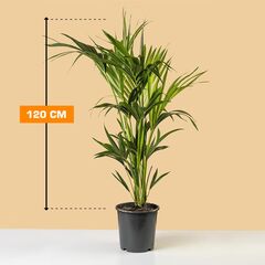 Howea KENTIA 120 cm