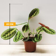 Маранта Maranta Fascinator tricolor 12/20