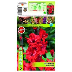 ბოლქვოვანი HBM STA Gladiodus Fire Ruffle (x5)