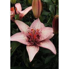 Bulb HBM Lilium Pink Pixels 10/12 2 pc
