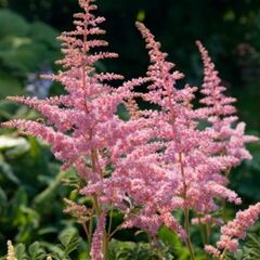 ბოლქვი STA HBM Astilbe Peach Blossom 2/3 1 ც