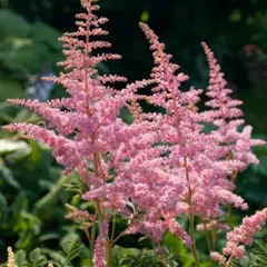 ბოლქვი STA HBM Astilbe Peach Blossom 2/3 1 ც