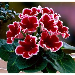 ბოლქვოვანი HBM STAR CAPPERLINE STA Gloxinia Kaiser Friedrich (x1)