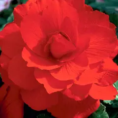 ბოლქვი HBM ბეგონია Double წითელი 4/5 2 ც