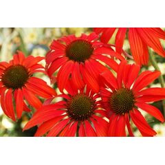 Bulb HBM Echinacea Red I 1 pc