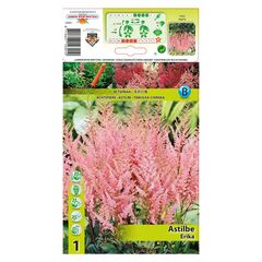 ბოლქვოვანი HBM STA Astilbe Erika (x1)