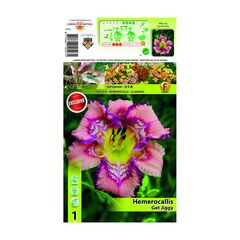 ბოლქვოვანი HBM STA Hemerocallis Get Jiggy (x1)