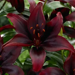 ბოლქვი HBM შროშანი Mapira 10/12 2 ც