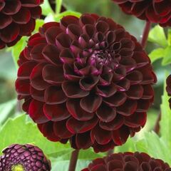 Bulb HBM Dahlia Dark Spirit II 1 pc