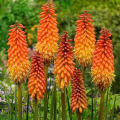 Bulb HBM BES Kniphofia Alcazar I 1 pcs