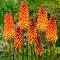 Bulb HBM BES Kniphofia Alcazar I 1 pcs