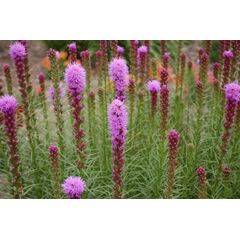 ბოლქვი ლიატრისი HBM BES Liatris Spicata 6/8 8 ც