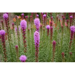 ბოლქვი ლიატრისი HBM BES Liatris Spicata 6/8 8 ც