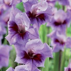 ბოლქვი BES HBM Gladiolus Bono's Memory 10/12 5 ც