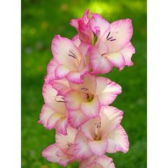 ბოლქვოვანი SUP Gladiolus Priscilla (x2)