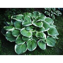 Bulb HBM Hosta Christmas Tree II 1 pc