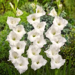 ბოლქვი SUP HBM Gladiolus White Prosperity 2 ც