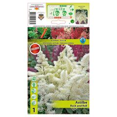 Луковичные HBM STA Astilbe Rock and Roll (x1) 2/3