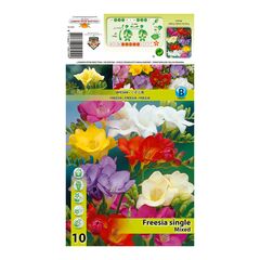 ბოლქვოვანი HBM STAR CAPPERLINE STA Freesia Single Mixed (x10)