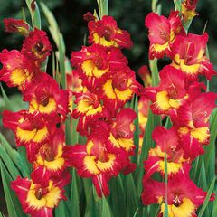 ბოლქვი BES HBM Gladiolus Far West 10/12 5 ც