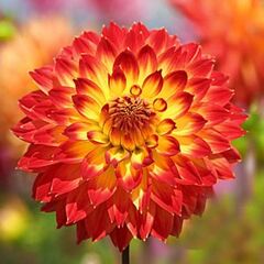 ბოლქვი BES HBM Dahlia Procyon II 1 ც