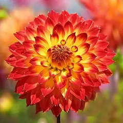 ბოლქვი BES HBM Dahlia Procyon II 1 ც