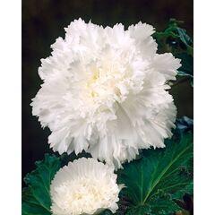 ბოლქვი BES HBM Begonia Fimbriata White (x2) 4/5