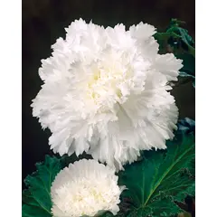 ბოლქვი BES HBM Begonia Fimbriata White (x2) 4/5