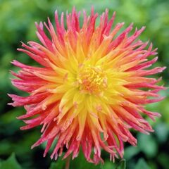 ბოლქვი HBM გეორგინა Fringed Star II 1 ც