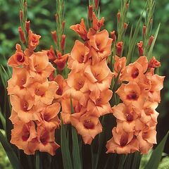 ბოლქვი HBM გლადიოლუსი Peter Pears 10/12 5 ც