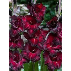 Bulb HBM Gladiolus Black Jack 10/12 5 pc