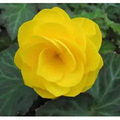 Bulb HBM Begonia Double Yellow 2 pcs