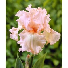 ბოლქვოვანი HBM STA Iris Germ. Paradise (x1)