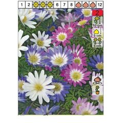 ბოლქვი BES Anemone Blanda Mixed 5/7 8 ც