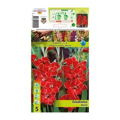 ბოლქვოვანი HBM STAR CAPPERLINE STA Mini Gladiolus Atom (x5)