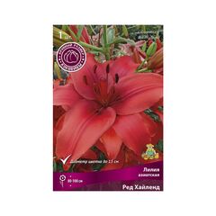 ბოლქვოვანი STAR CAPPERLINE STA Lilium Tigrinum Splendens (x1)
