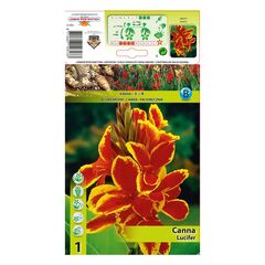 ბოლქვოვანი HBM STA Canna Lucifer (x1) I