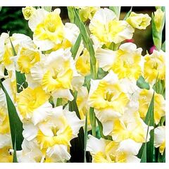 ბოლქვი BES HBM Gladiolus Buggy 10/12 5 ც