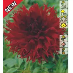ბოლქვი HBM გეორგინა Kenora Macop II 1 ც