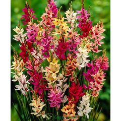 ბოლქვი STA HBM Ixia Mixed 5/7 10 ც